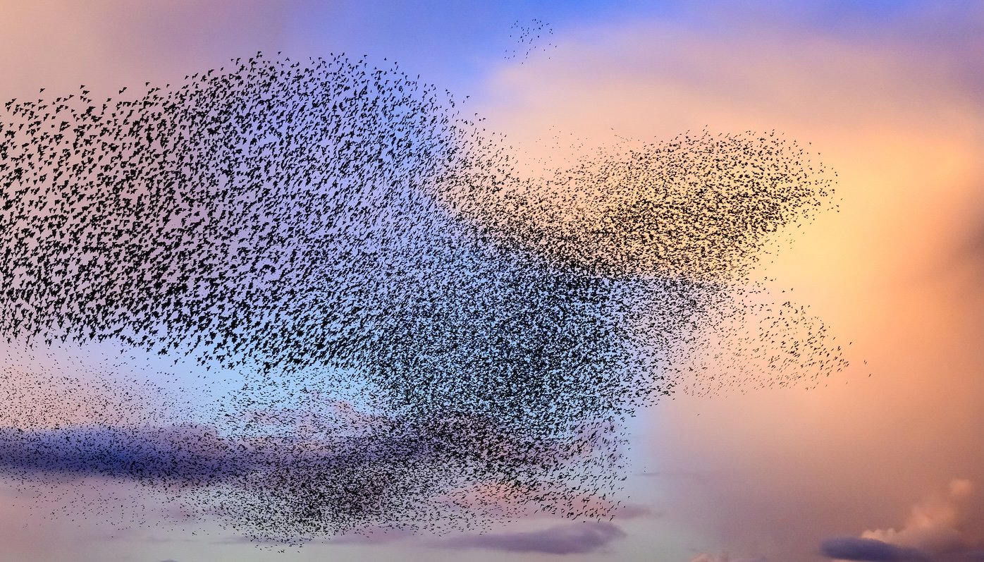 murmuration